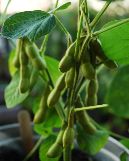 Edamame : omega 3 Edamame : omega 3